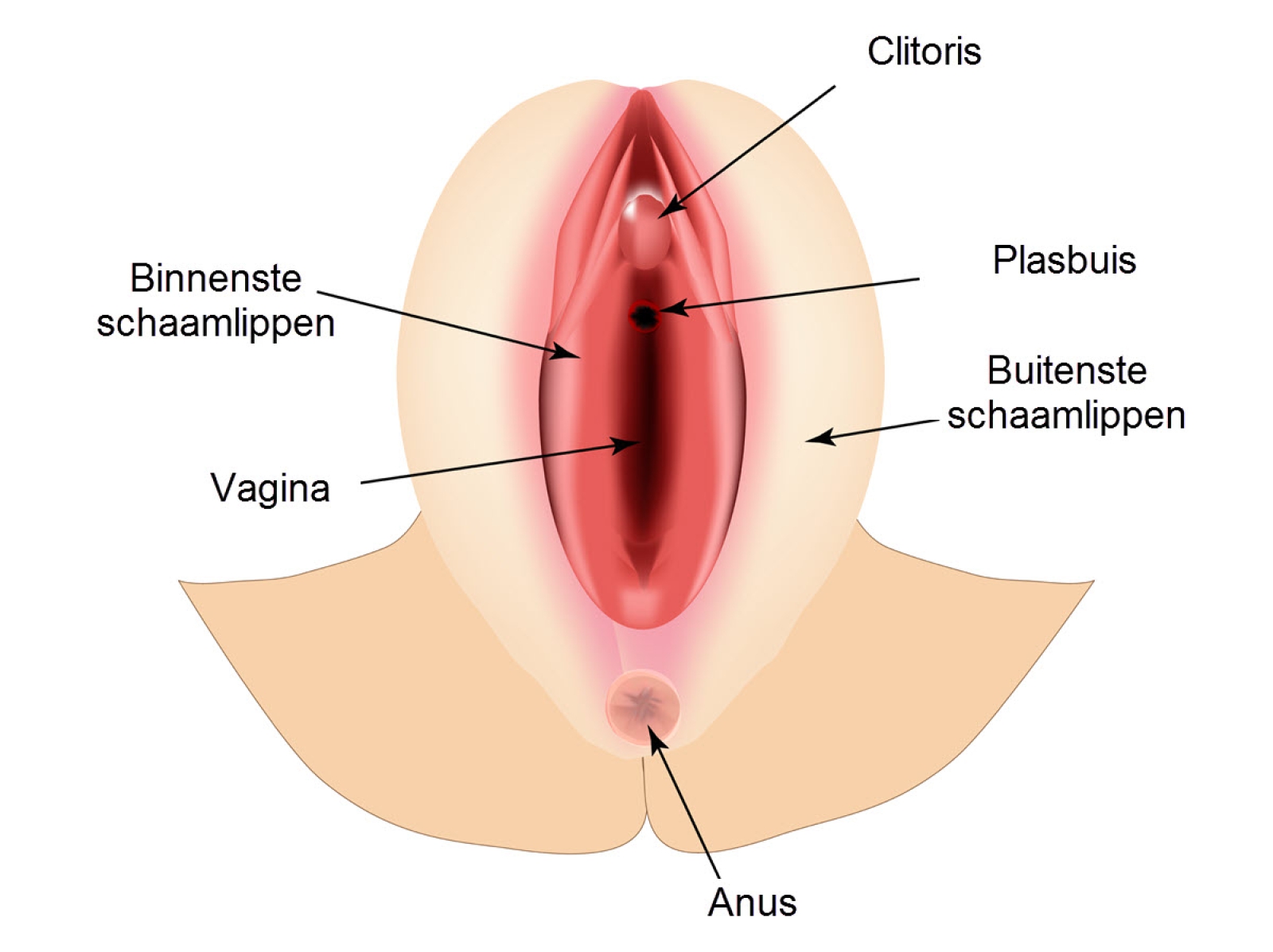 Tipos de vulvas que existen